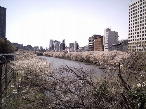 飯田橋の桜