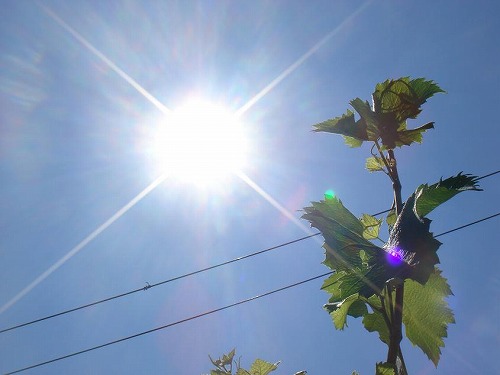 どうやら35℃が境界のようだ